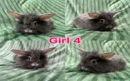 Mini Lion Lop rabbits for sale: 5 fluffy baby rabbits and an adult doe - Image 6