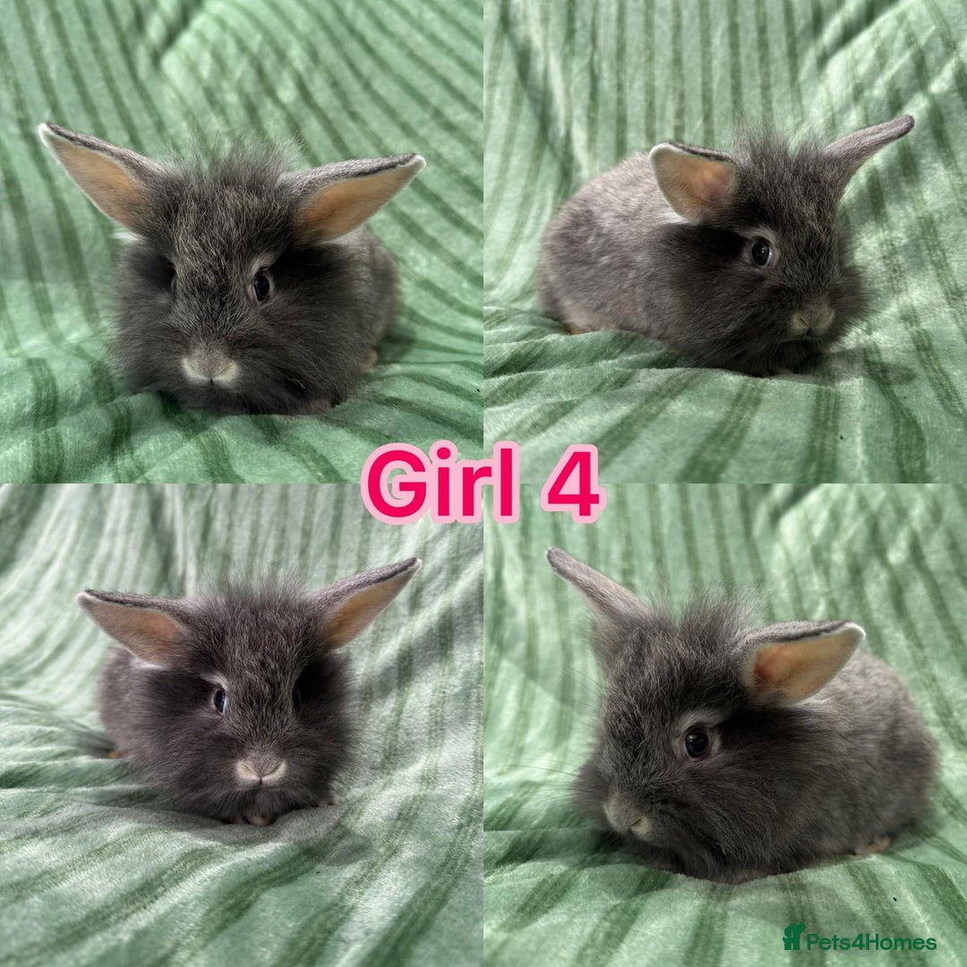 Mini Lion Lop rabbits for sale: 5 fluffy baby rabbits and an adult doe - Image 6