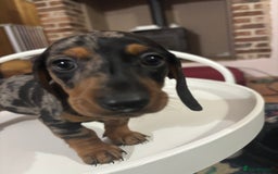 Miniature Dachshund dogs for sale: Stunning Miniature Dachsund pups available  - Image 20