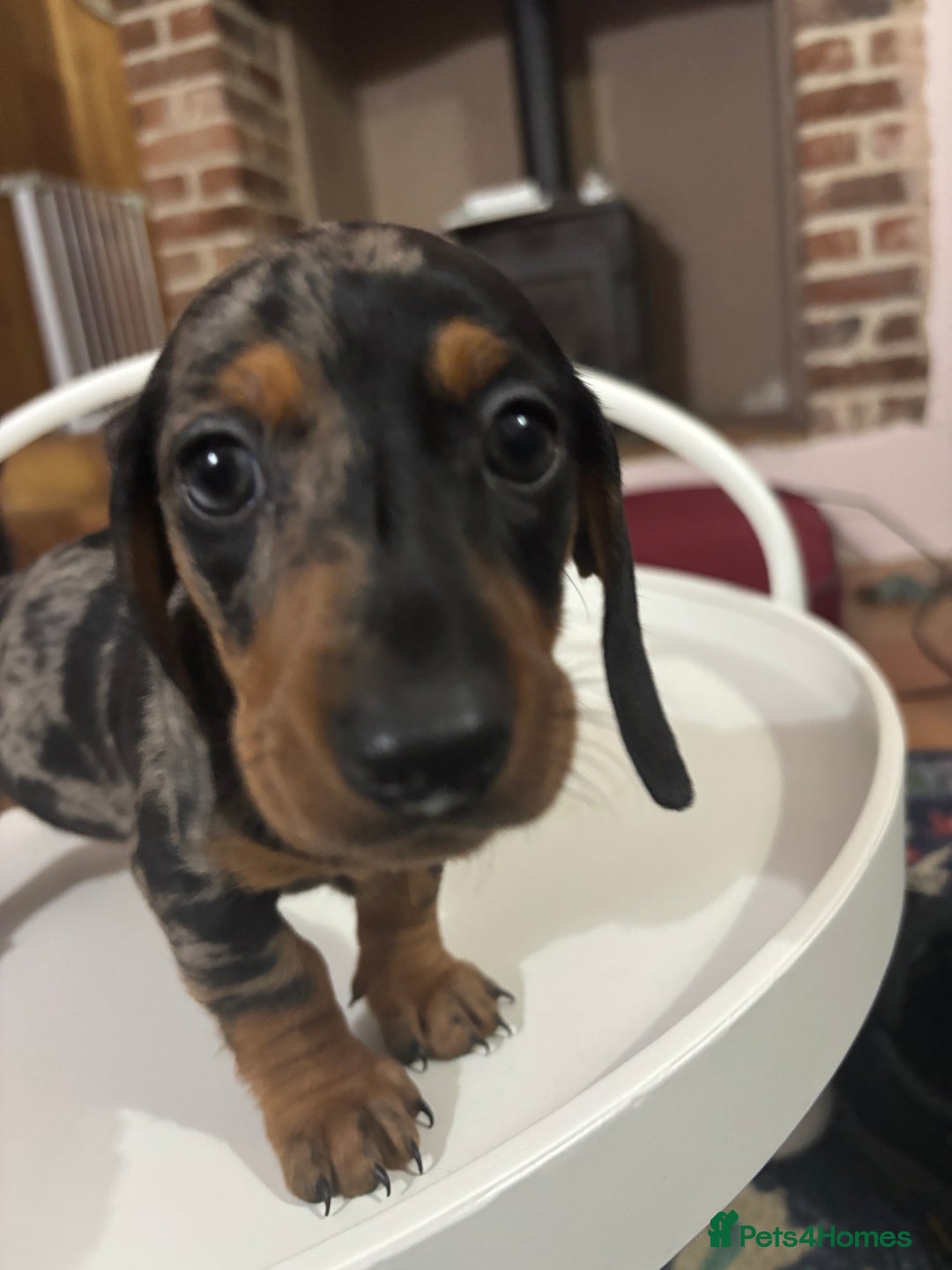 Miniature Dachshund dogs for sale: Stunning Miniature Dachsund pups available  - Image 20