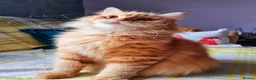 Scottish Fold cats for sale: Beautiful Scottish Straight Kittens for Sale - Advert 2