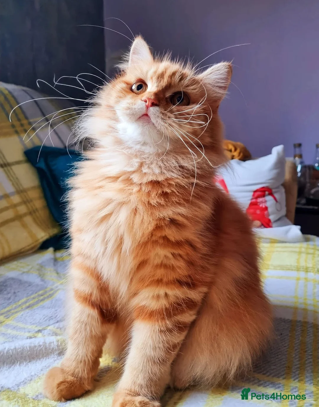 Scottish Fold cats for sale: Beautiful Scottish Straight Kittens for Sale - Advert 2