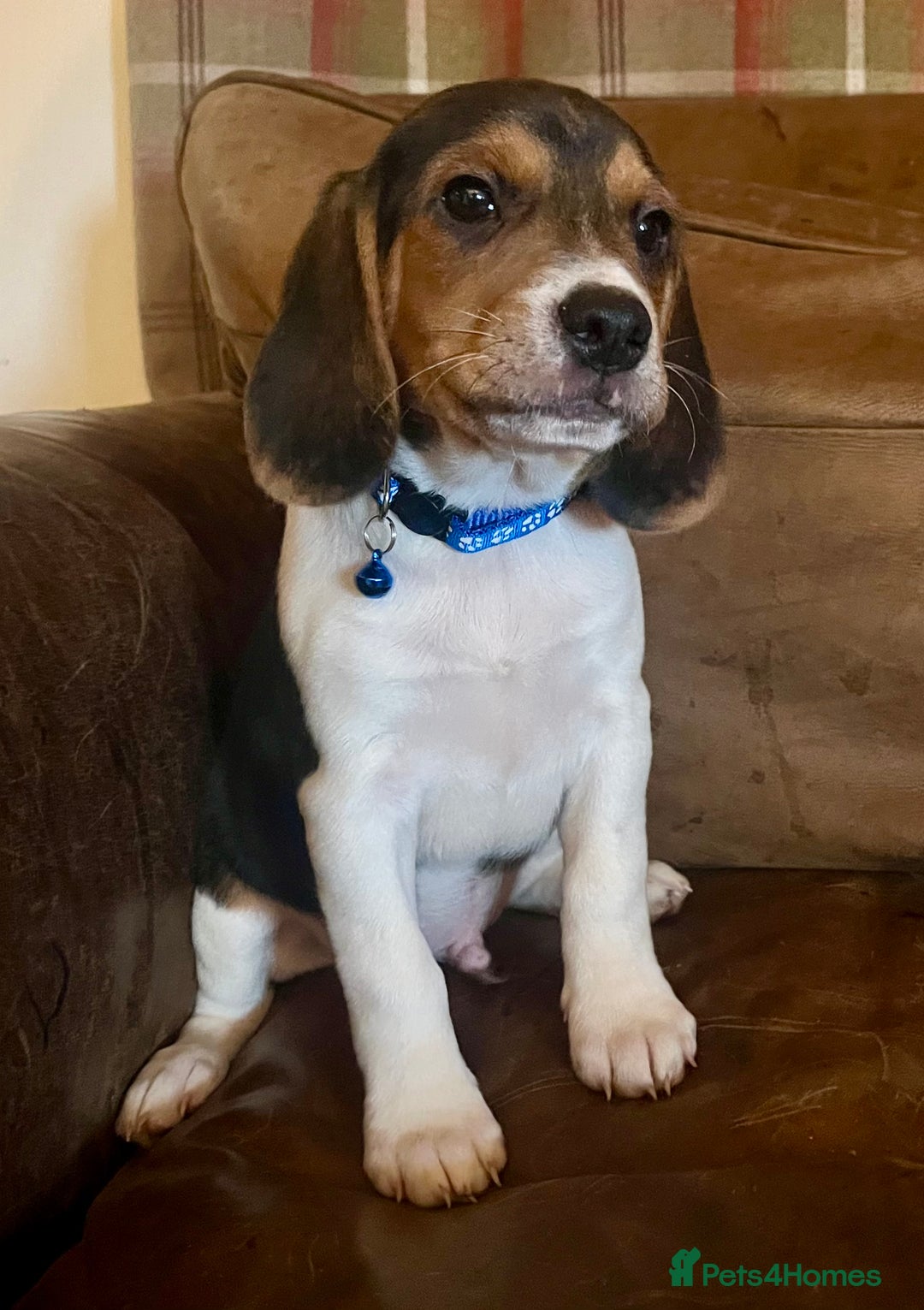 Beagle dogs for sale: Stunning beagles  - Image 2