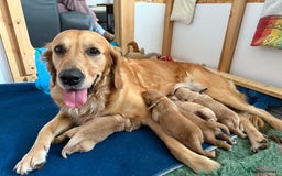 Golden Retriever dogs for sale: Beautiful Golden Retriever boys  - Image 5