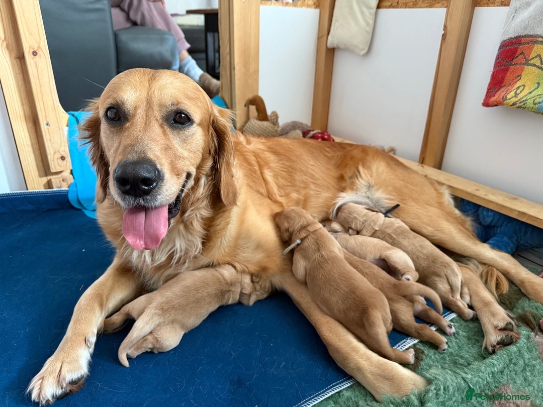 Golden Retriever dogs for sale: Beautiful Golden Retriever boys  - Image 5