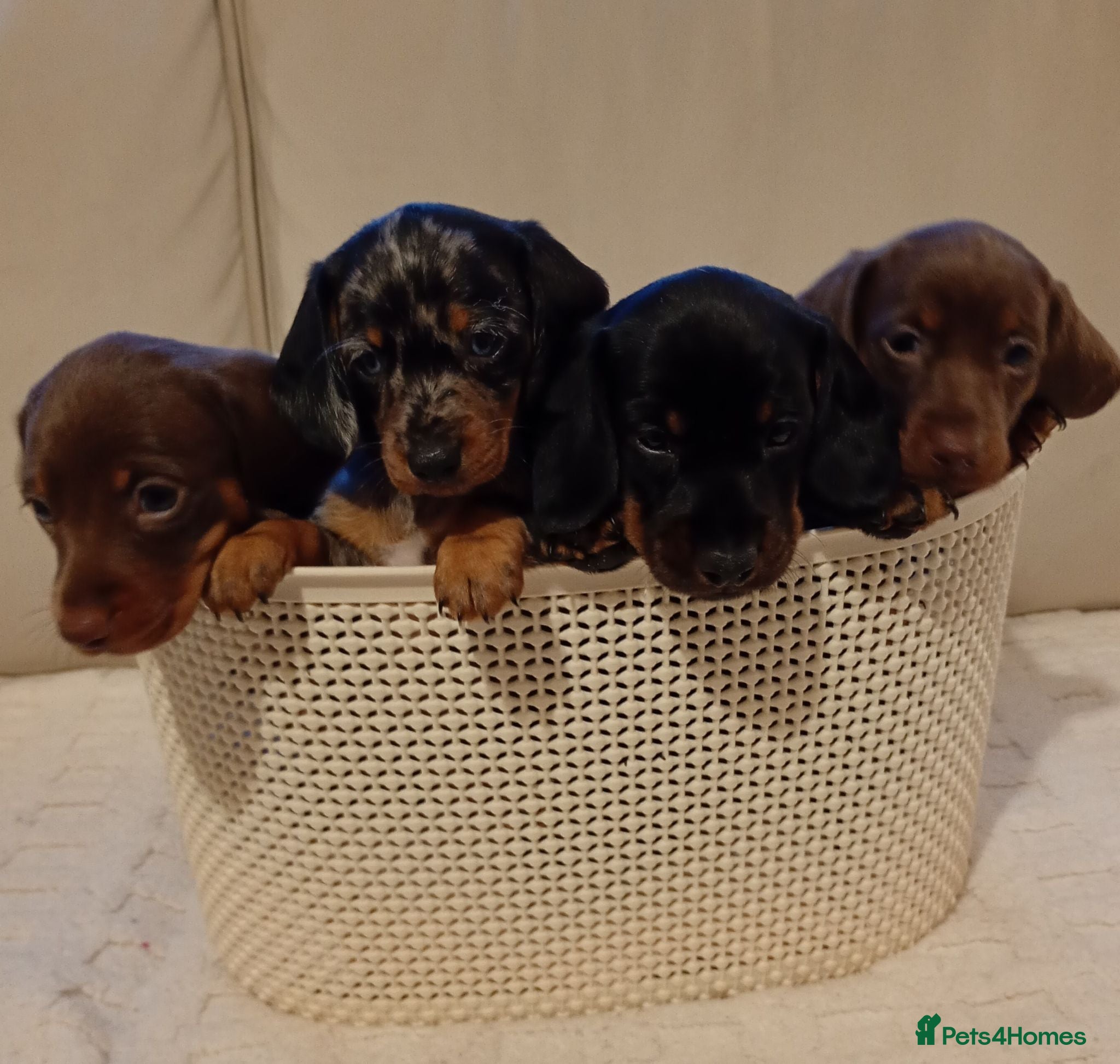 Miniature Dachshund dogs 💜 miniature dachshunds 💝 - Advert 1