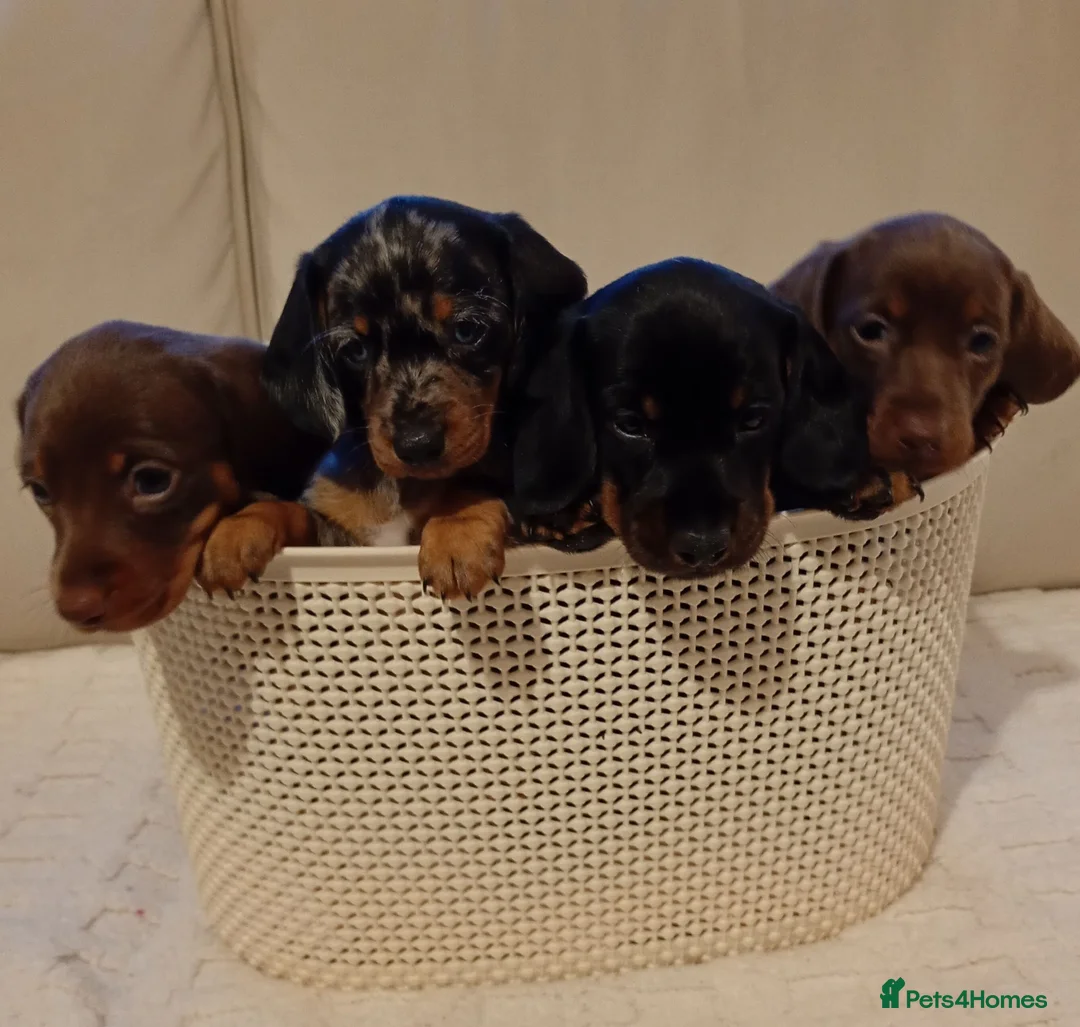 Miniature Dachshund dogs for sale: 💜 miniature dachshunds 💝 in Preston - Advert 1
