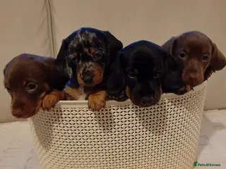 Miniature Dachshund dogs 💜 miniature dachshunds 💝 - Advert 4
