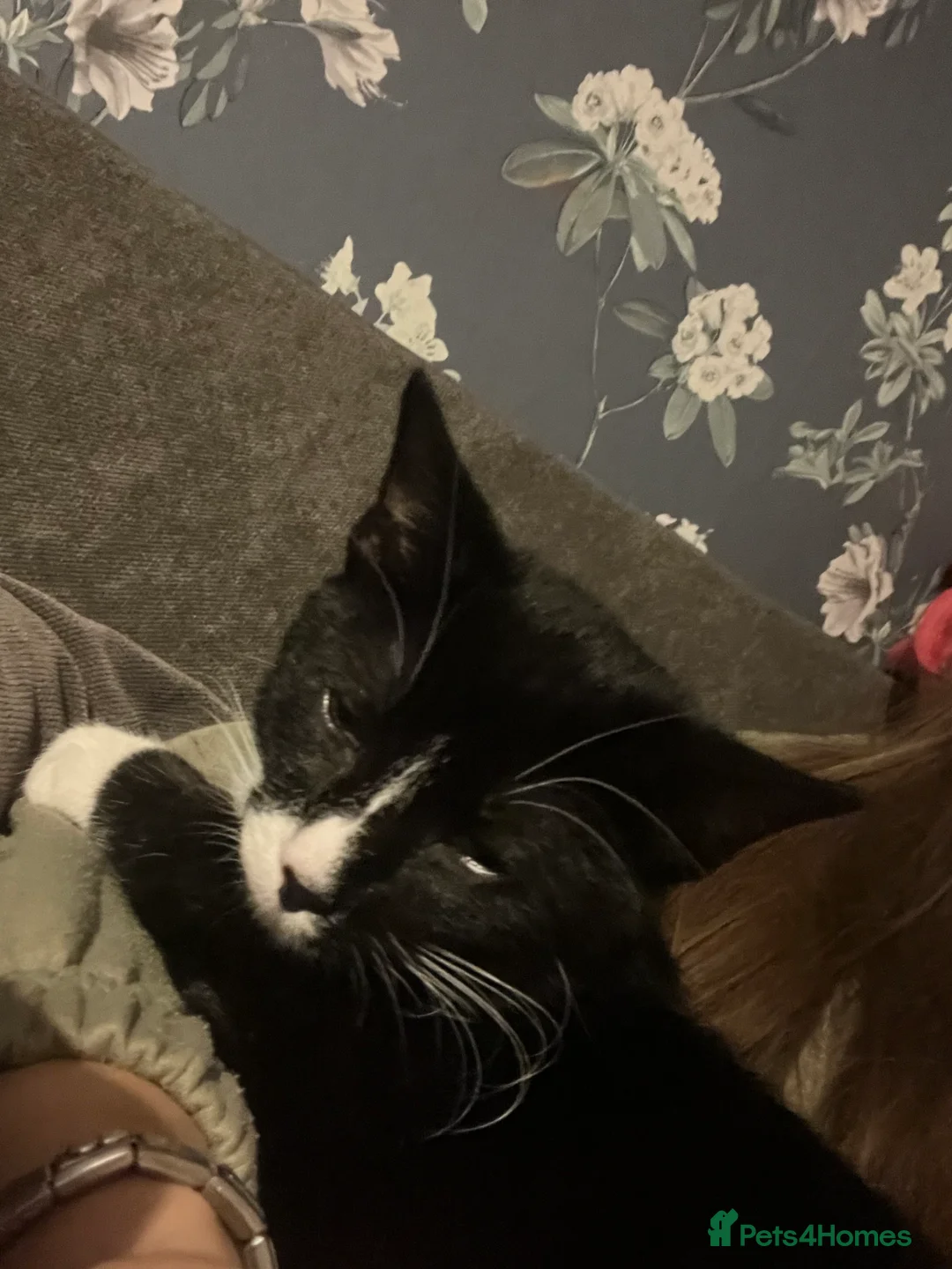 Mixed Breed cats for sale: Black tuxedo cat and female calico  - Advert 4