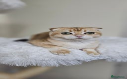 Scottish Fold cats for sale: READY NOW-TICA-SCOTTISH FOLD GIRL  - Image 13