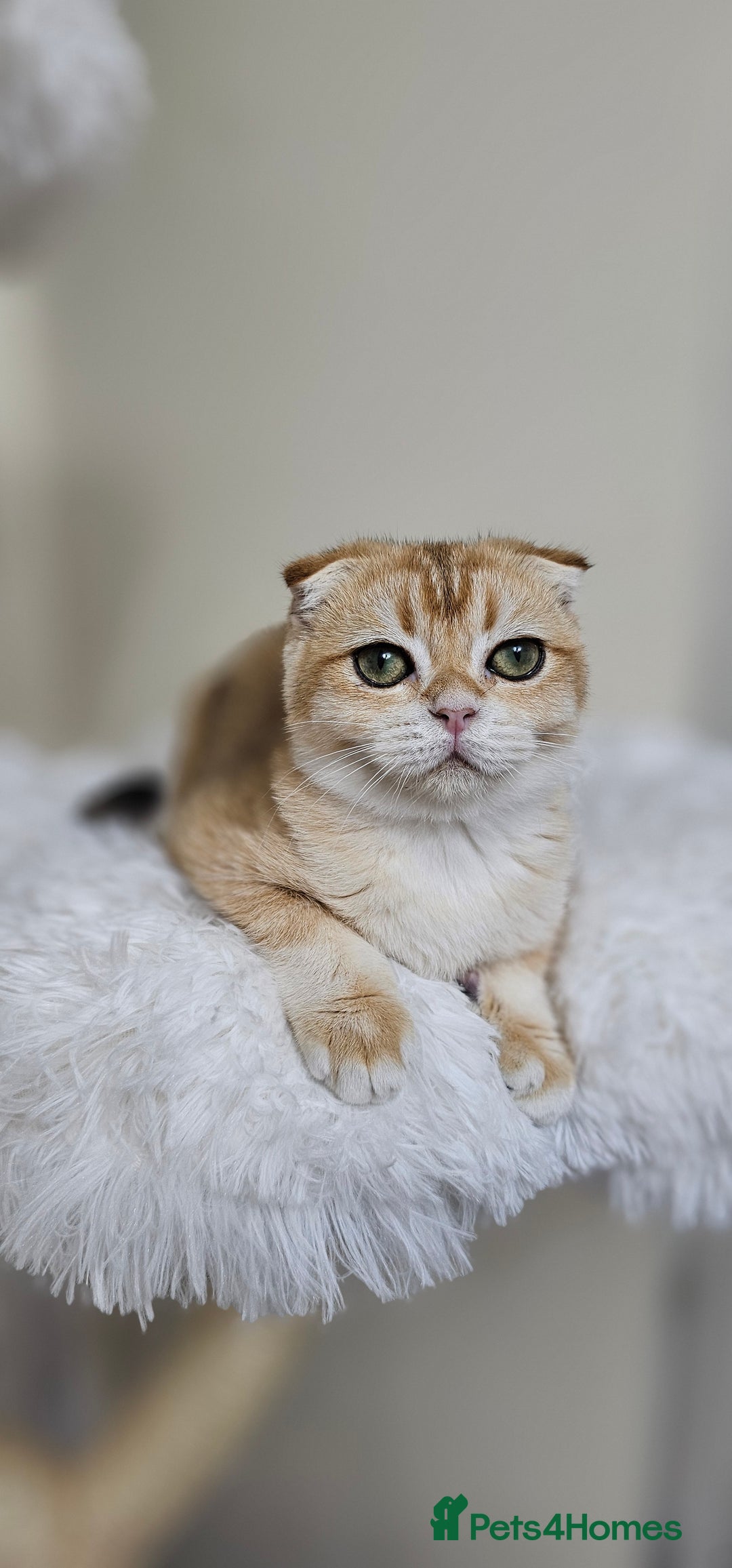 Scottish Fold cats for sale: READY NOW-TICA-SCOTTISH FOLD GIRL  - Image 13