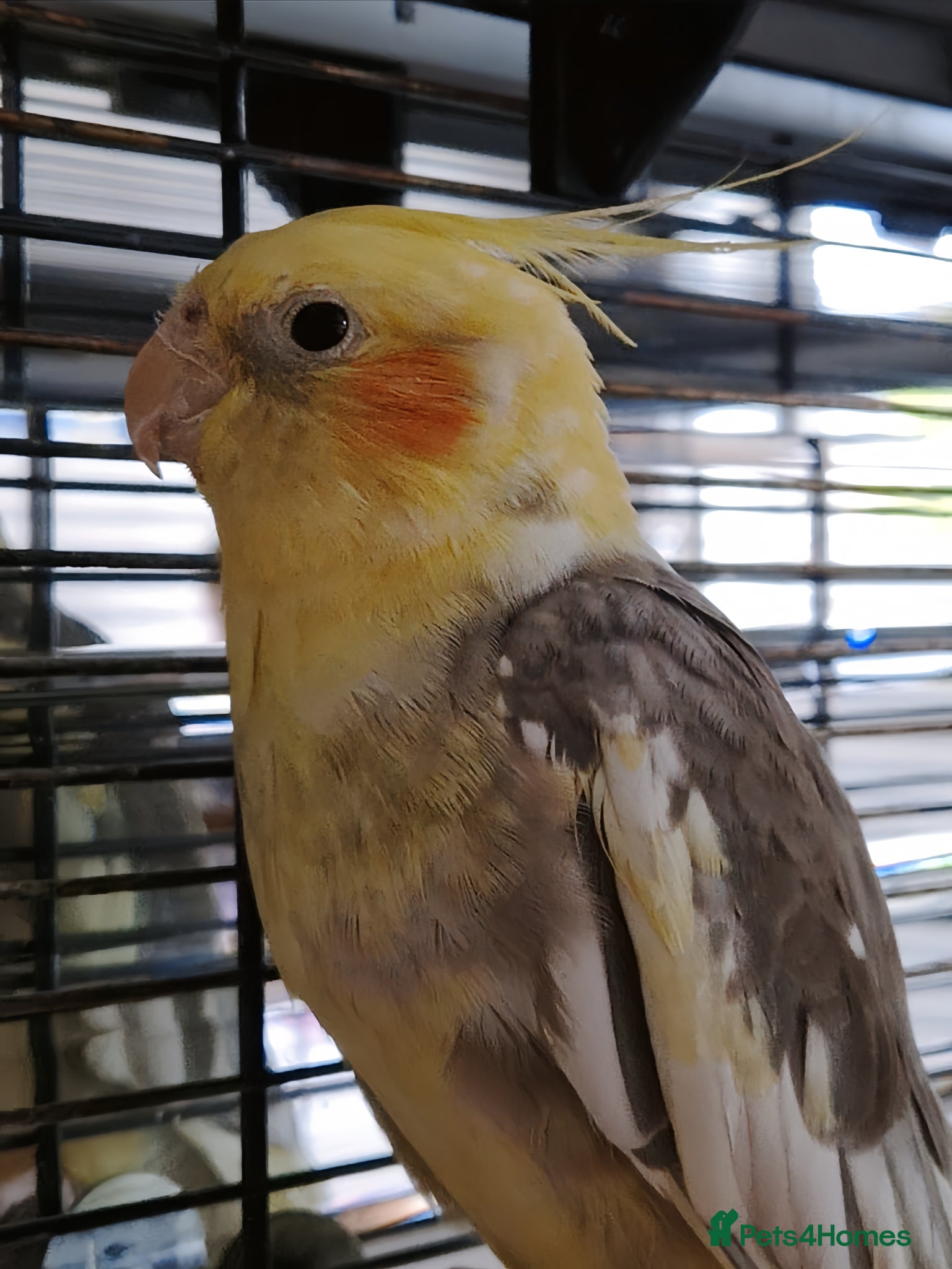 Cockatiels birds for sale: Cockatiel with Cage For Sale🦜✨️ - Advert 1