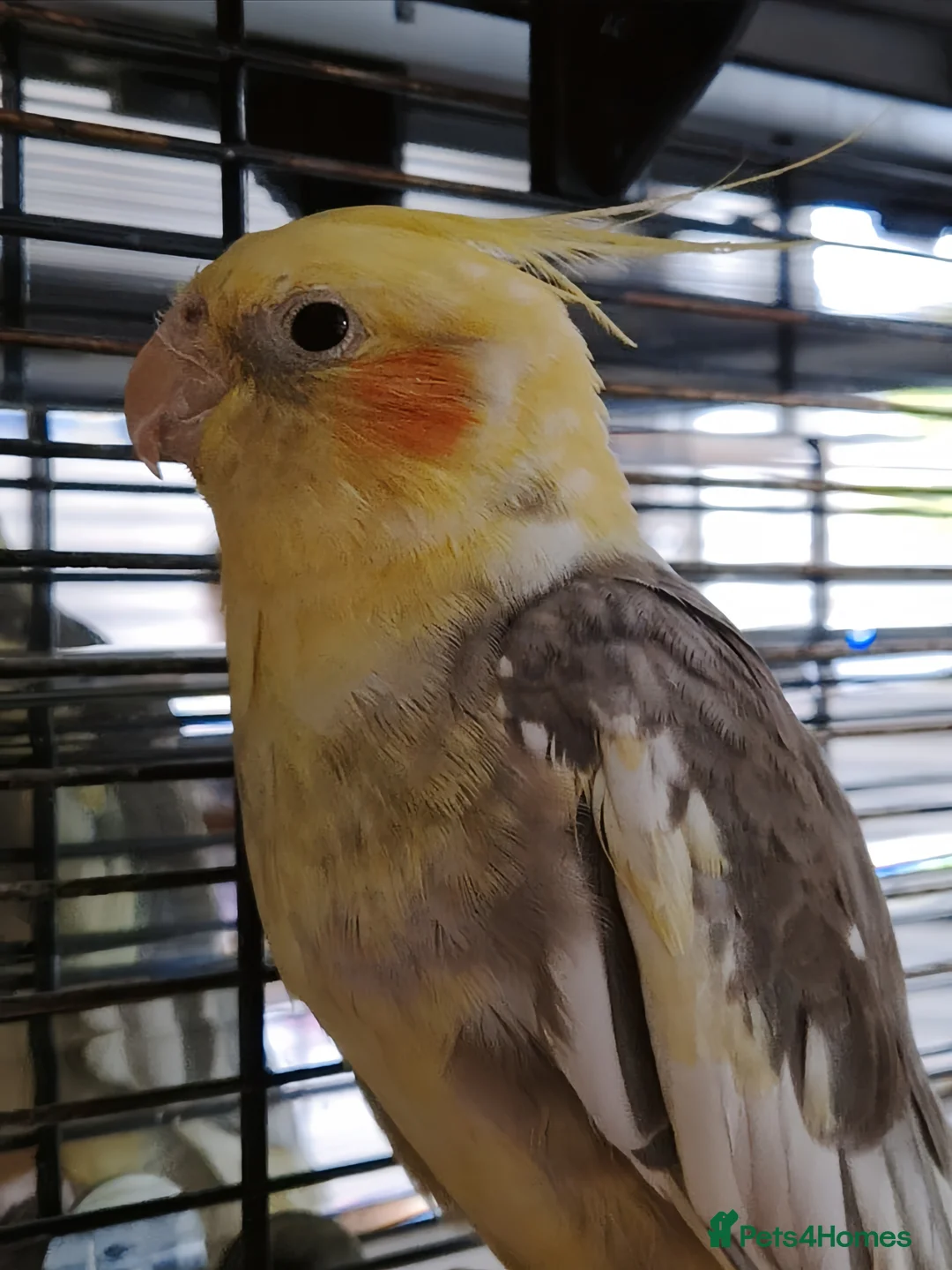 Cockatiels birds for sale: Cockatiel with Cage For Sale🦜✨️ - Advert 1