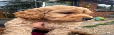 Cockapoo Puppy 1