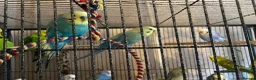 Budgerigars birds for sale: Young budgies for sale ,many available  - Advert 9