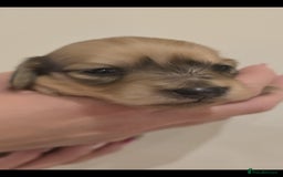 Miniature Dachshund dogs for sale: Champion line creams  - Advert 5