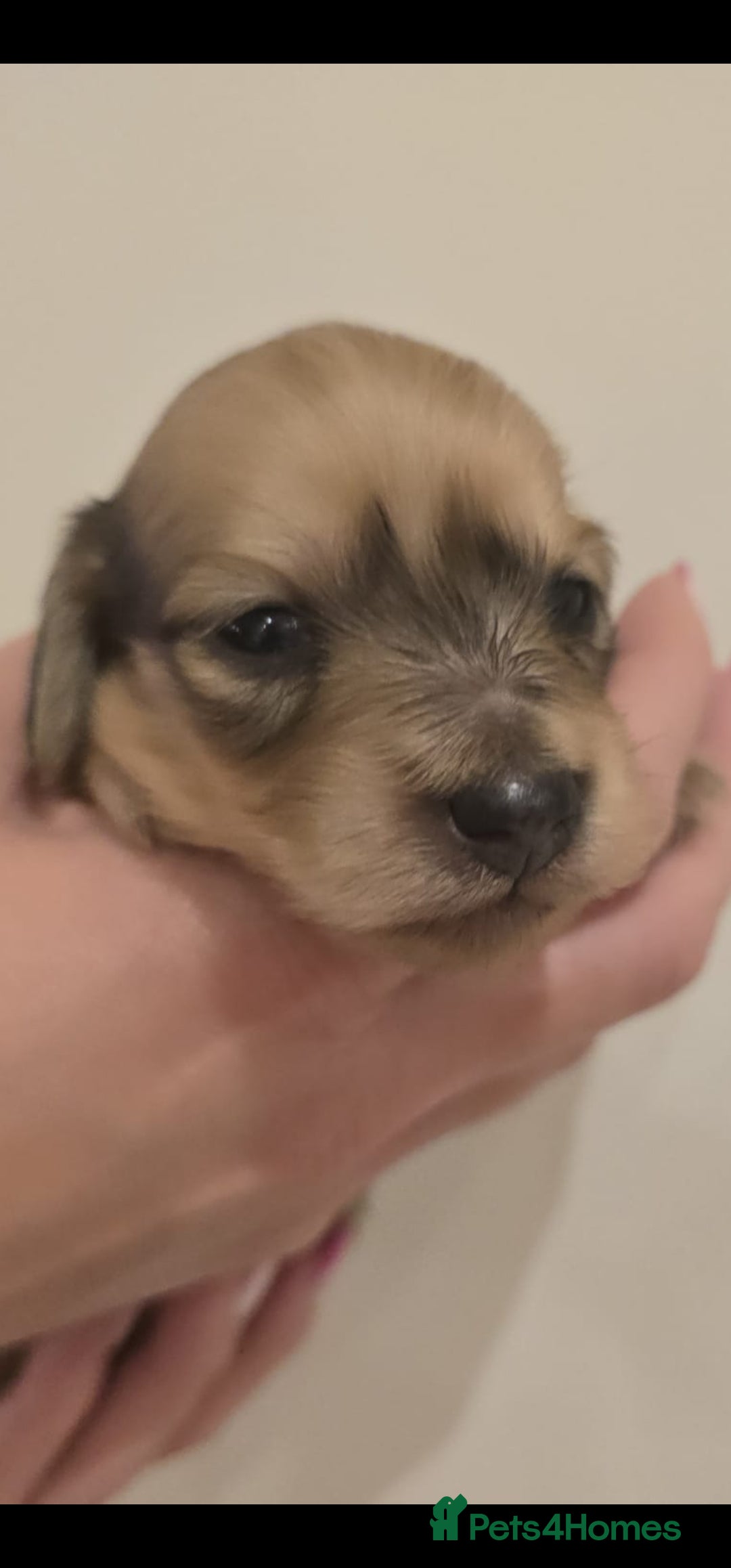 Miniature Dachshund dogs for sale: Champion line creams  - Advert 5