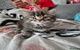 Mixed Breed cats for sale: Gorgeous fluffy chunky little babies  - Image 8