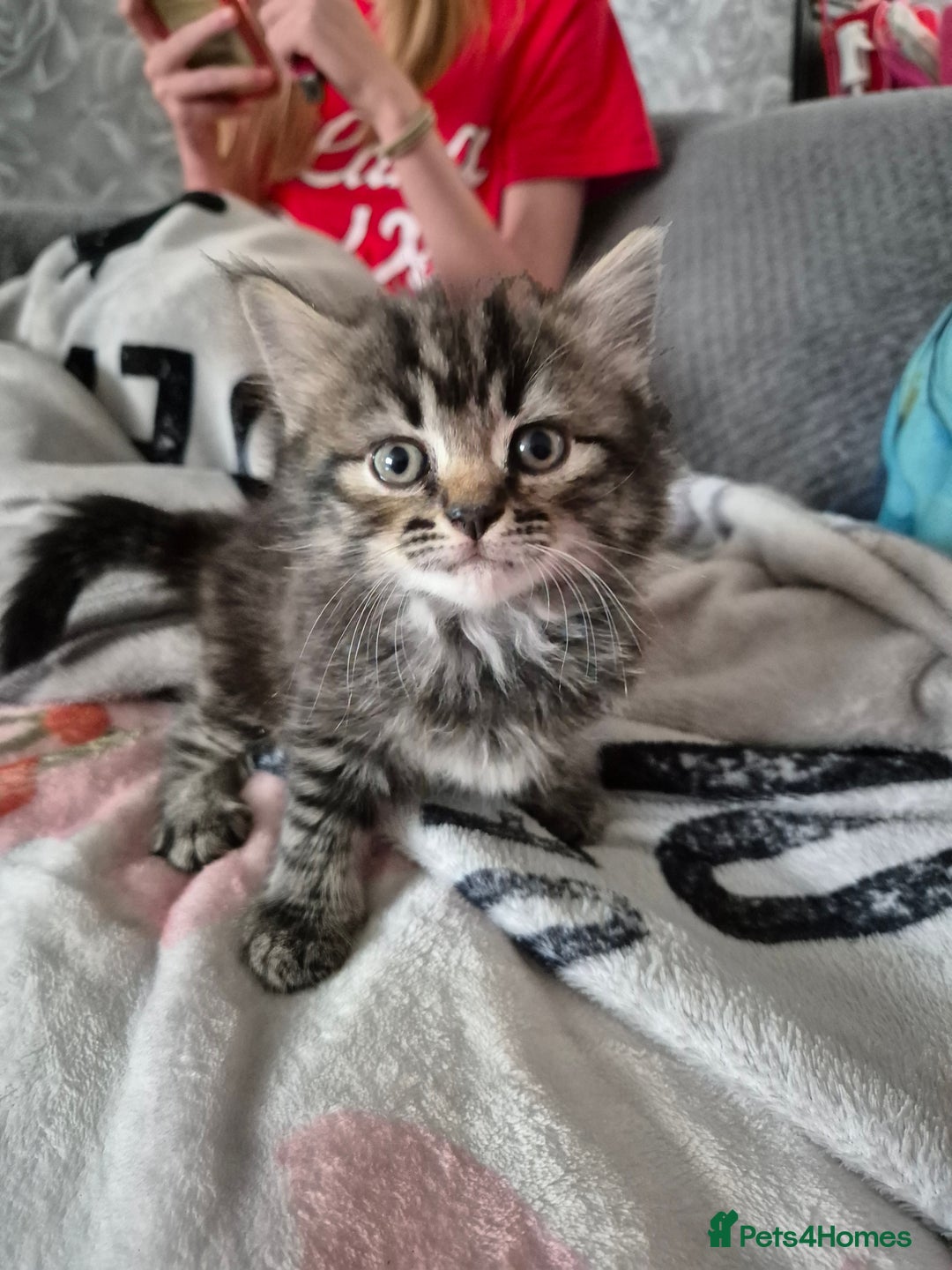 Mixed Breed cats for sale: Gorgeous fluffy chunky little babies  - Image 8