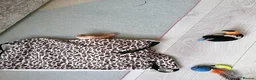 Abyssinian cats for sale: Abyssinian BOY & Looking for His Forever Family - Advert 5