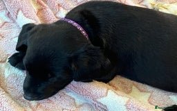 Labrador Retriever dogs for sale: Kc Labradors working line Bred for assistance work - Image 6