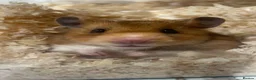 Hamster rodents for sale: Syrian Hamster  in Bradford - Advert 2