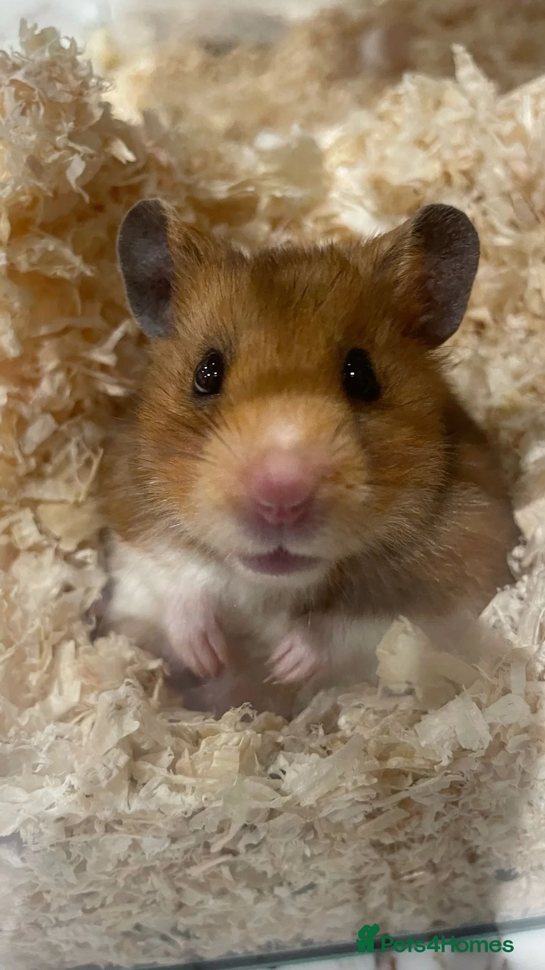 Hamster rodents for sale: Syrian Hamster  in Bradford - Advert 2