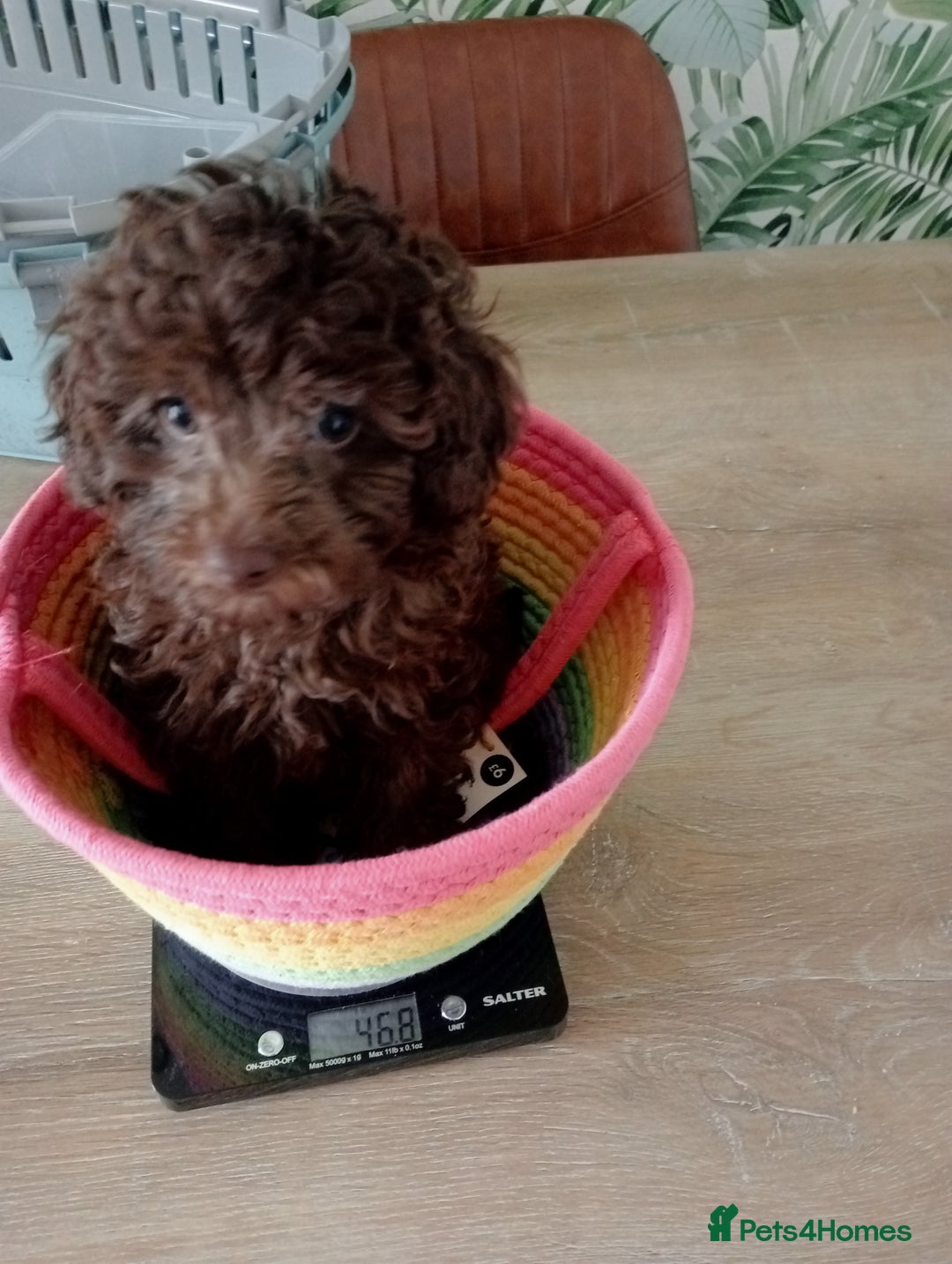 Toy Poodle dogs for sale:  🐩 Tiny Chocolate Toy Poodle – Ready in 2 Weeks! - Image 18
