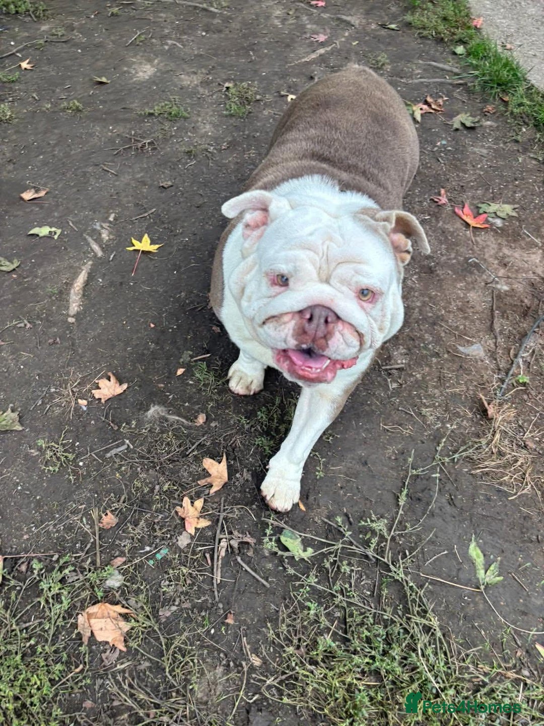 English Bulldog dogs for sale: Can anyone rehome our winnie ! - Image 2