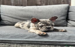 French Bulldog dogs for sale: French Bulldog Puppies–4 Girls & 2 Boys READY NOW  in Walton-on-Thames - Image 18