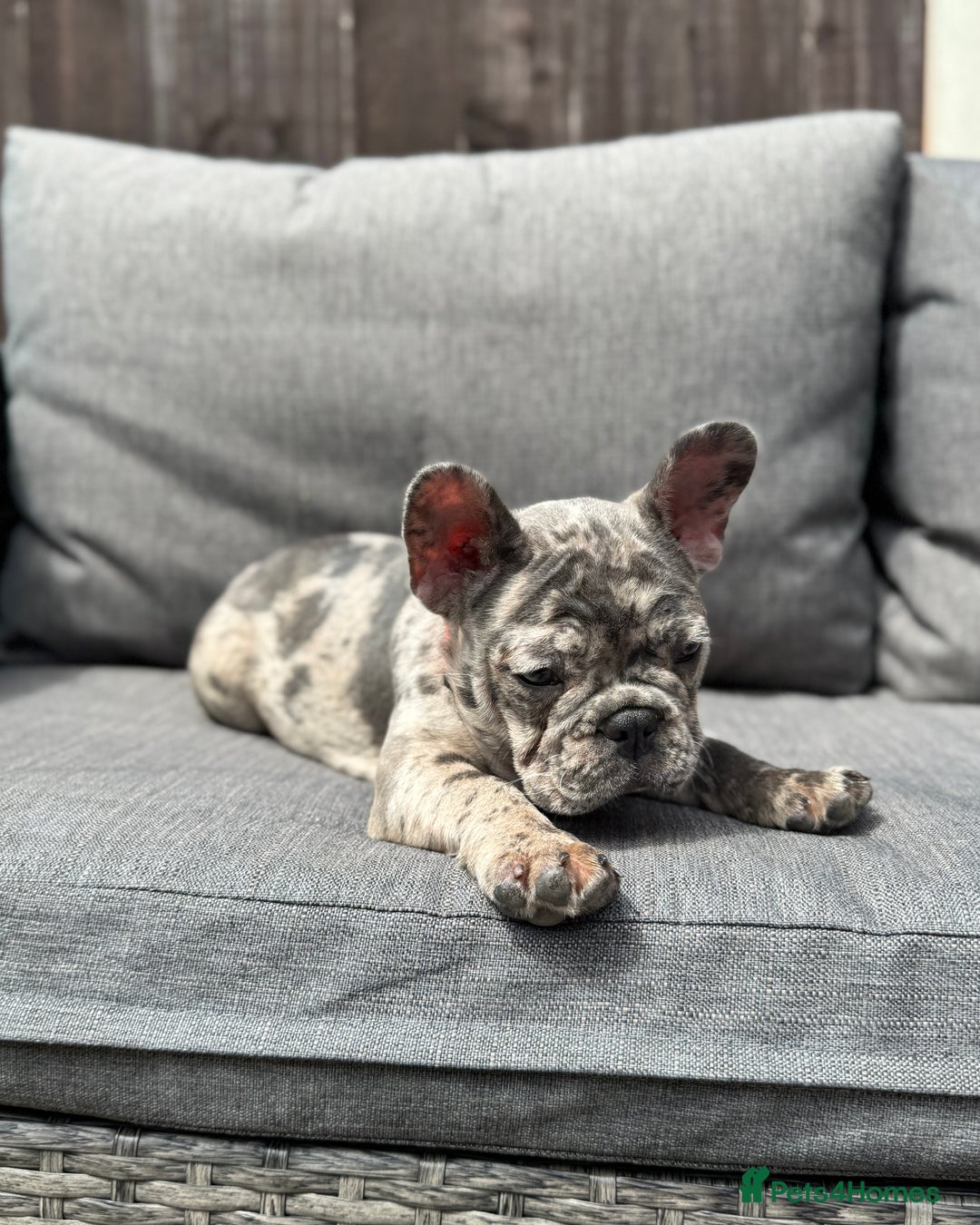 French Bulldog dogs for sale: French Bulldog Puppies–4 Girls & 2 Boys READY NOW  in Walton-on-Thames - Image 18