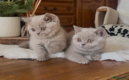 British Shorthair cats for sale: Two Beautiful BSH girls Champion line  - Image 2
