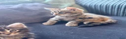 Maine Coon cats for sale: Maine coin x bengal kittens  in Melksham - Advert 6