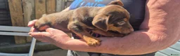 Jack Russell dogs for sale: A very colourful litter of Jacks - Advert 9