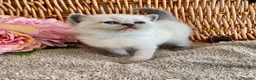 British Shorthair cats for sale: RARE SEAL LYNX PURE BRED BSH TEDDY BEARS - Advert 19