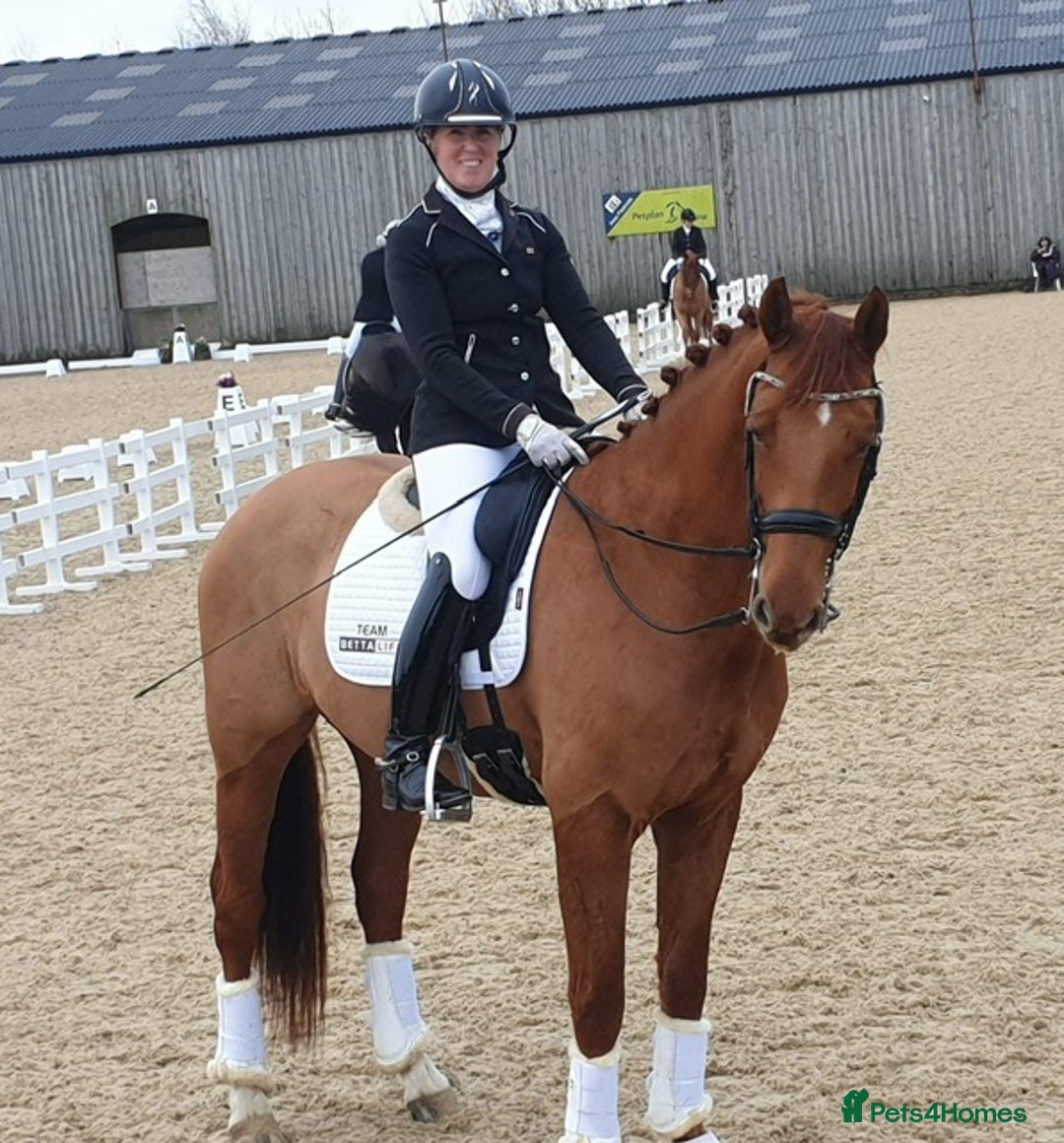 Danish Warmblood horses for sale: Ivan Beautiful Gelding sired by Cupido x Ultima - Image 2