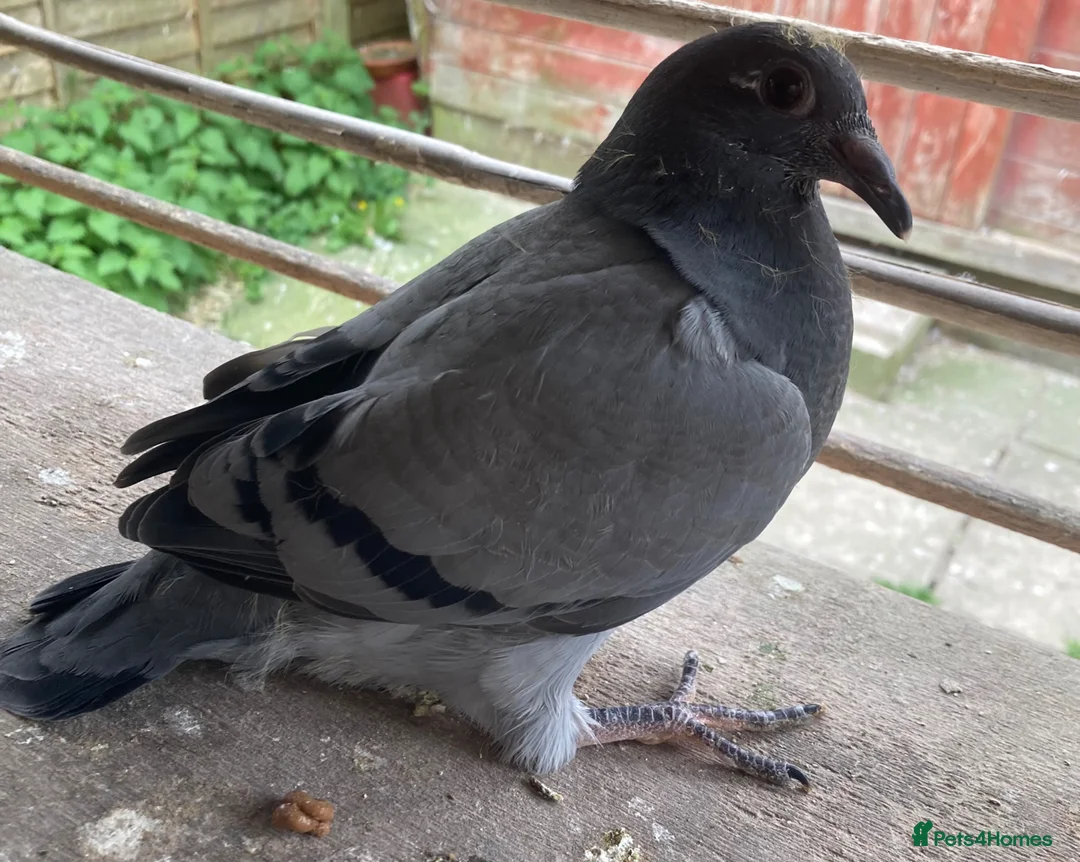 Pigeons birds for sale: Two dani Evan young birds  - Advert 2