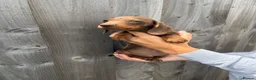 Dachshund dogs for sale: Dachshund puppies - Advert 14