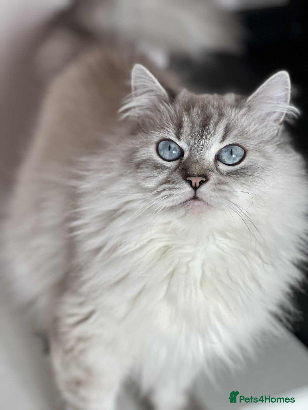 British Shorthair cats for sale: ⭐️Adorable TICA British Short/Long hair girls⭐️ - Advert 15