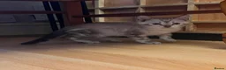 Bengal cats for sale: Pure Snow bengal  - Advert 6