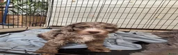 Miniature Poodle dogs for stud: Chocolate Merle Miniature Poodle for stud - Advert 8