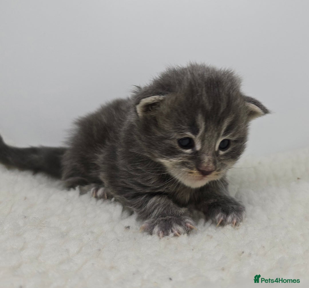 Maine Coon cats for sale: Maine Coon Kittens LARGE Blue/Black Tortie/Tabby - Advert 5