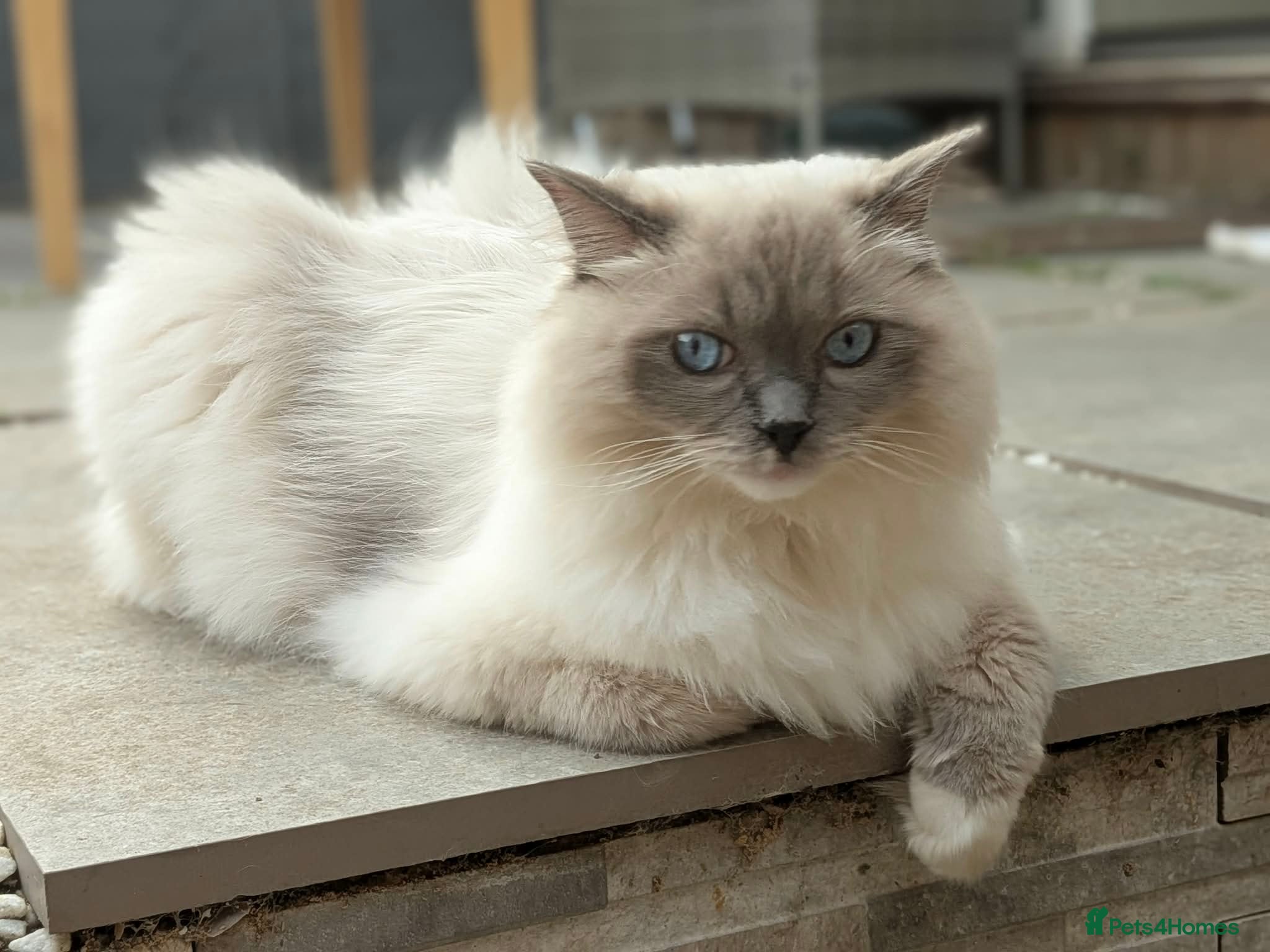Ragdoll cats for sale: Beloved Ragdoll Boy Luno Seeking a Forever Home in Wakefield - Advert 1