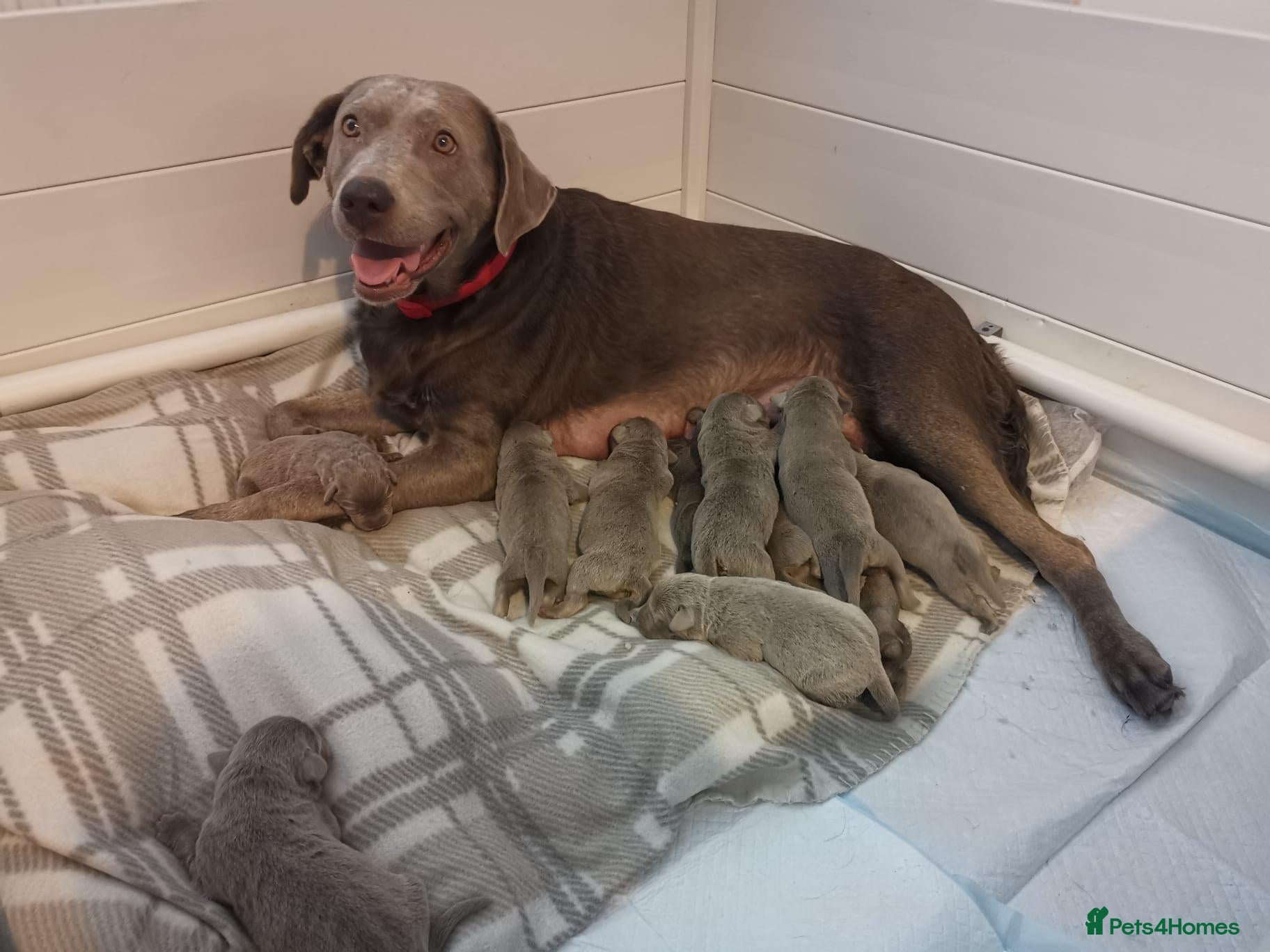 Labrador Retriever dogs for sale: KC Registered Labrador Pups - Advert 15