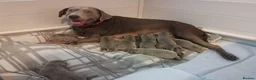Labrador Retriever dogs for sale: KC Registered Labrador Pups - Advert 1