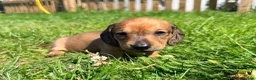 Miniature Dachshund dogs for sale: 5 Mini Smooth & 2 Mini Long Haired Dachshunds in Stoke-on-Trent - Advert 8