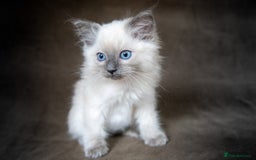 Ragdoll cats for sale: Stunning Ragdoll Kittens - Image 11