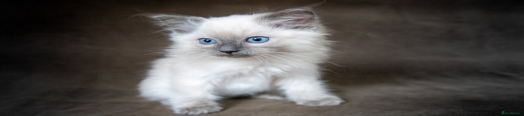 Ragdoll Kitten 3