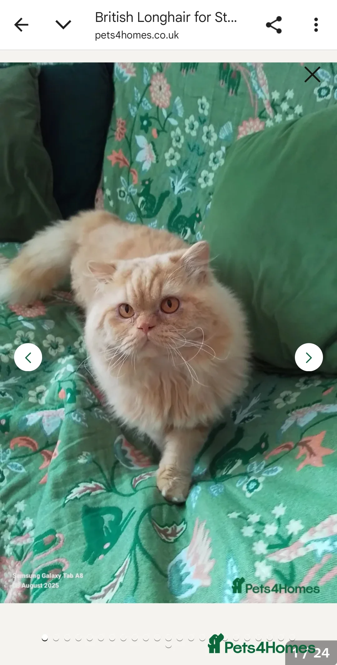 British Shorthair cats for sale: Gorgeous BSH (rare) red girl 🧡 and blue boy 💙 - Advert 9