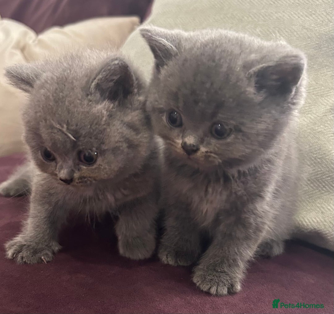 British Shorthair cats for sale: Pedigree GCCF BSH kittens ready in 2 weeks time !! - Image 23